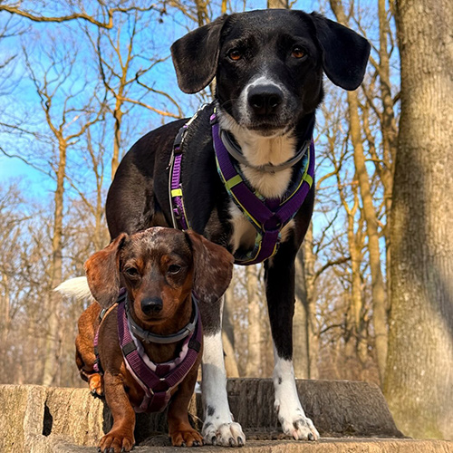 amysdoglife-1