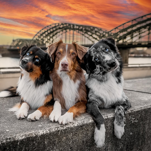 aussiezauber-1