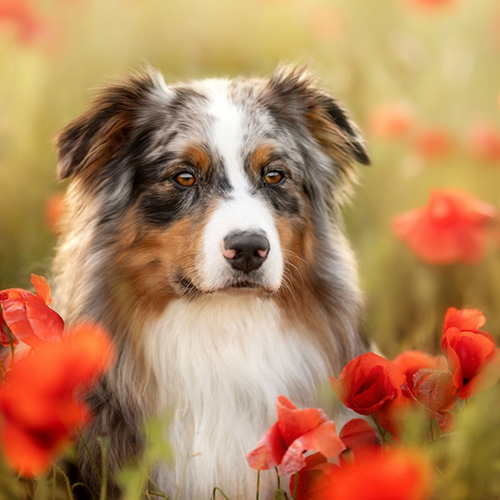 baileytheaustralianshepherd-1
