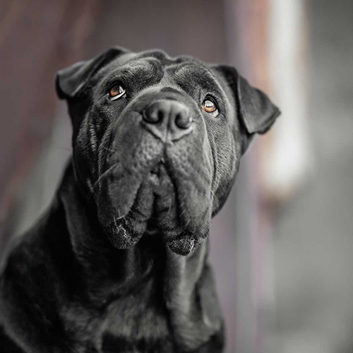 bellablacksharpei-1