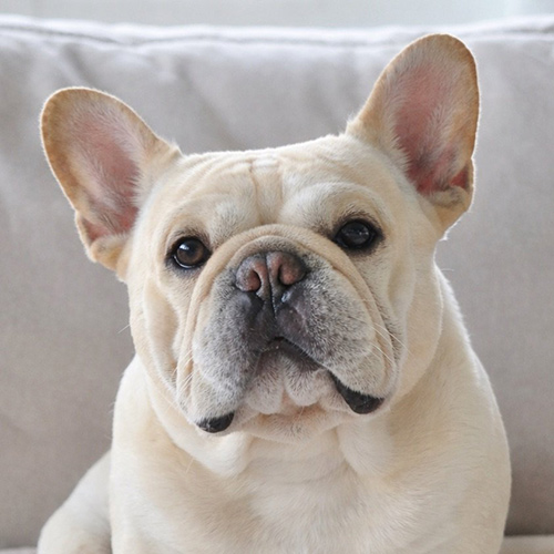 cesarfrenchie-1