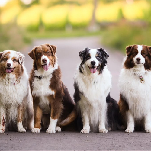 crazyaussies-1