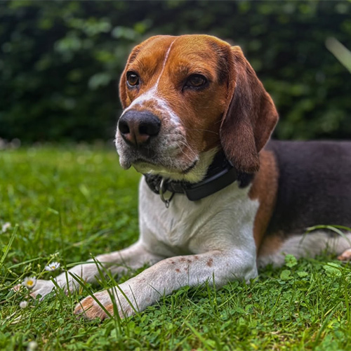dannythebeagle-1