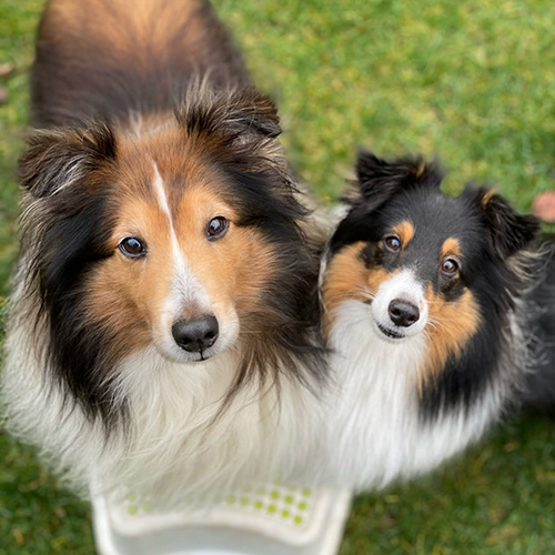 emilandbaerbelsheltieadventure-1