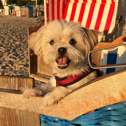 emmyskleinehundewelt-1