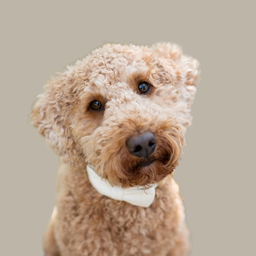 fietegoldendoodle-1