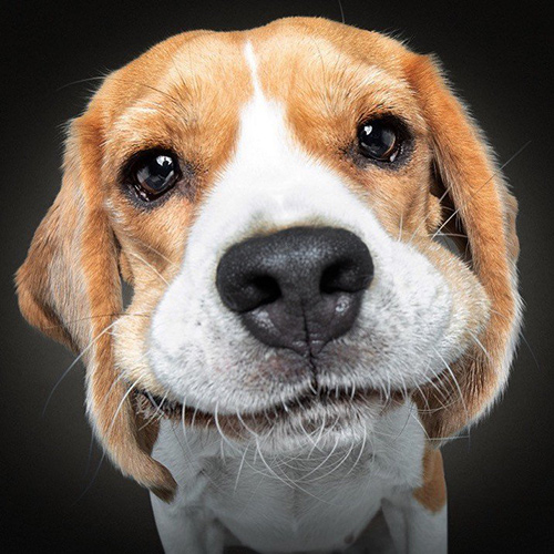 fridabeagle-1