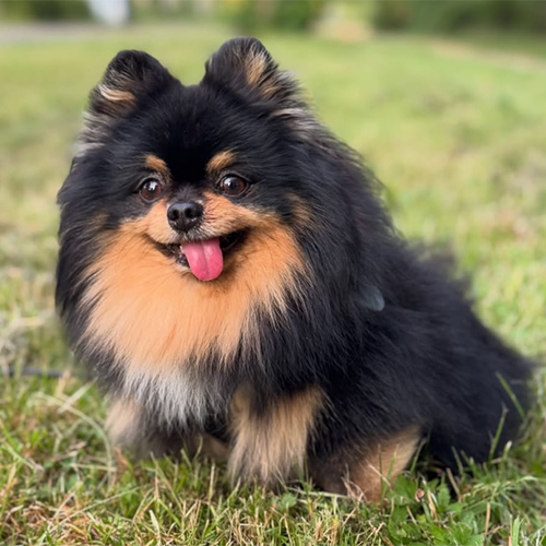 henrypomchi-1