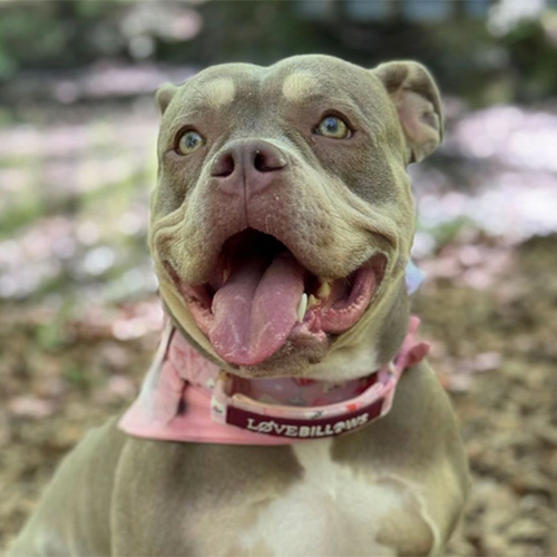 hopetheamericanbully-1