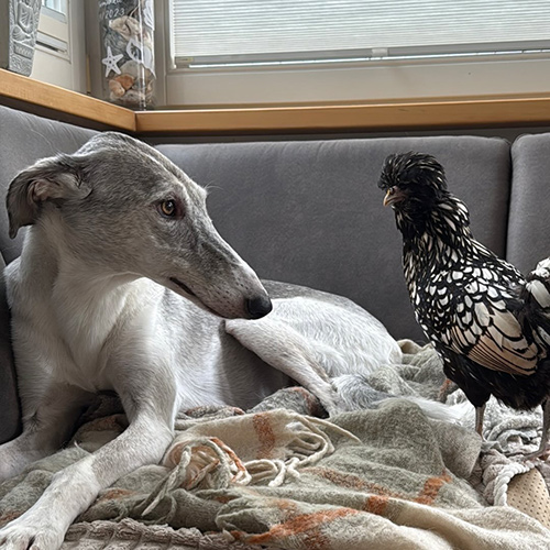 houndsandhens-1