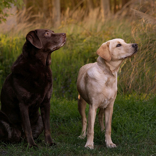 labradorholly-1
