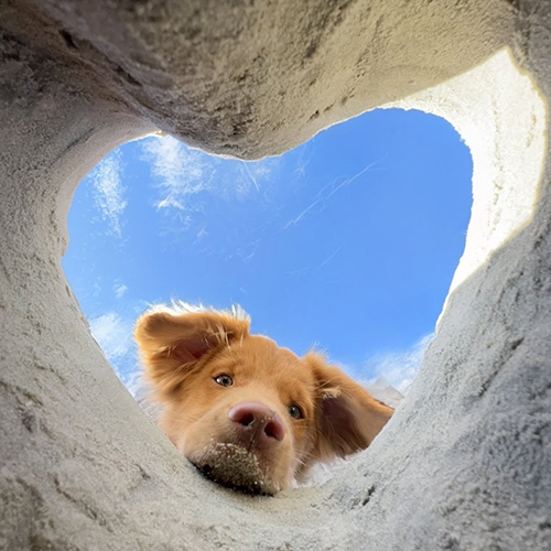 lilbrodiepaws-1