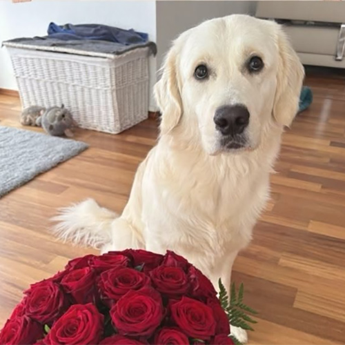 lokithegoldie2024-1
