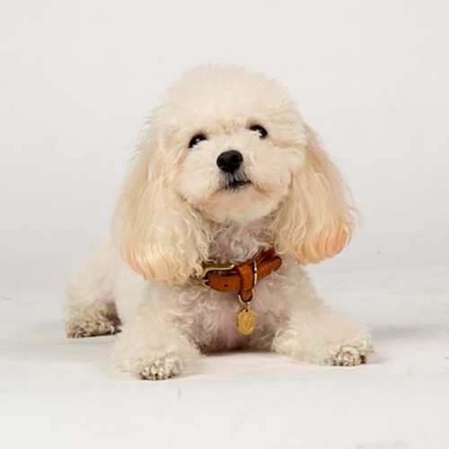 miaminimaltipoo-1