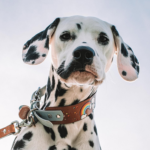 minothedalmatian-1