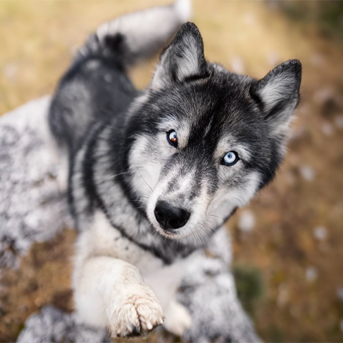 myfriendthedog-1