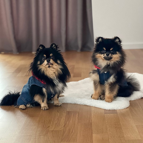 mypomstars-1