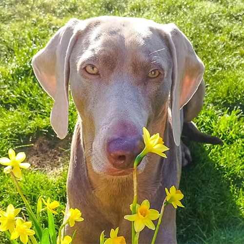 neiladerweimaraner-1