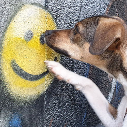 oxydogcin-1