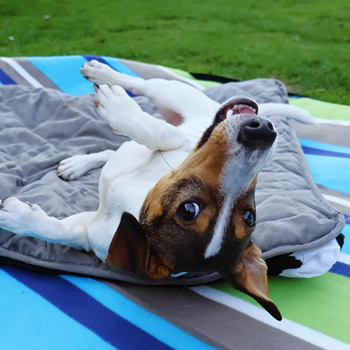 paws2love-1