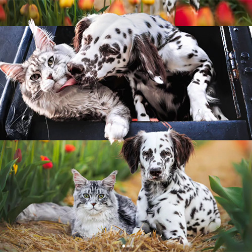 pepperandcoons-1