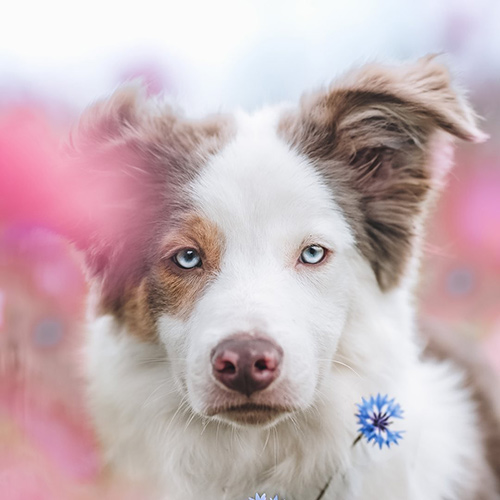 pixelpawsitive-1