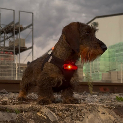 teckelseppl-1