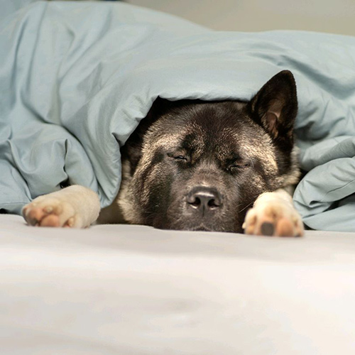 thespecialakita-1