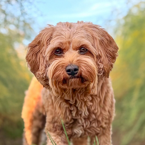 tirathecavapoo-1