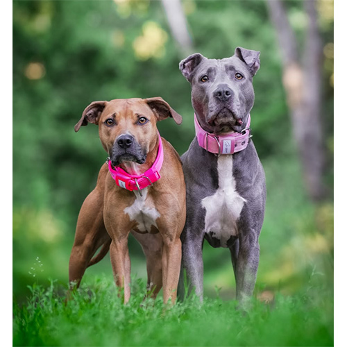 twoterrier-1