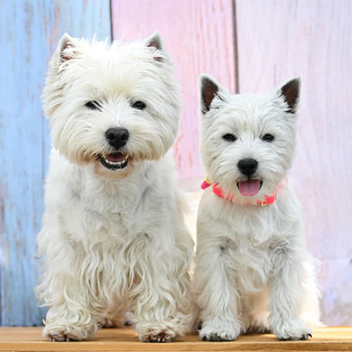 westieemmi-1