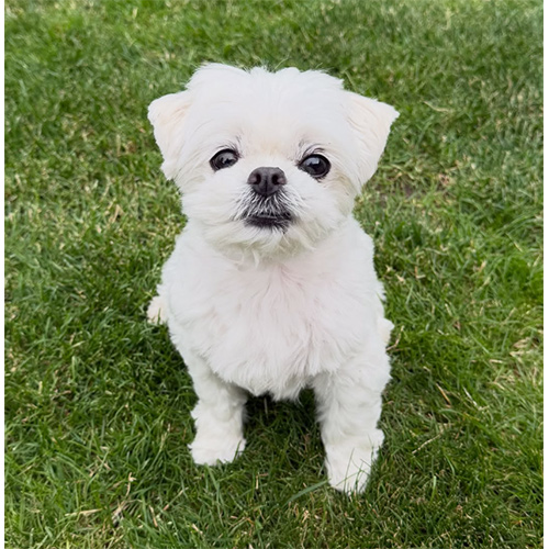 willithemaltese-1