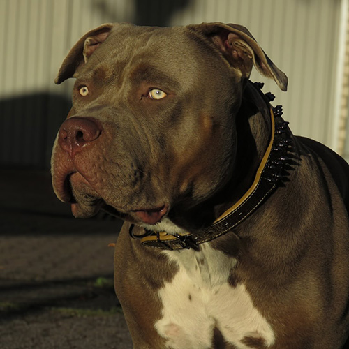 xlbullyaslan-1