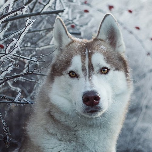 yukithesnowdevil-1